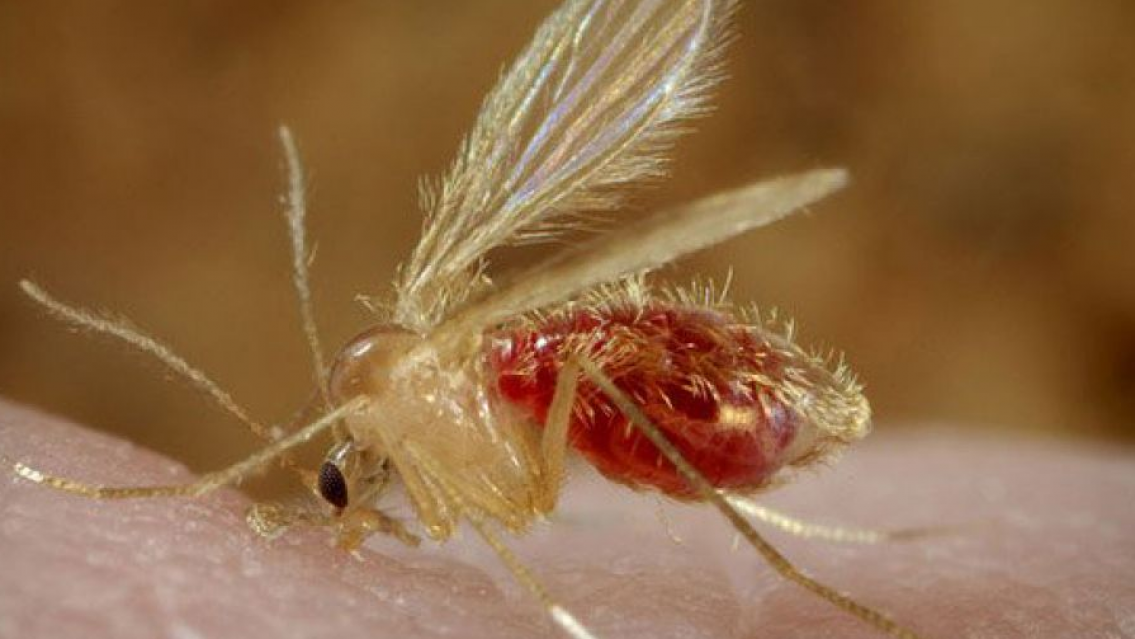 El otro mosquito del que hay que cuidarse, más de 10 casos en Jujuy
