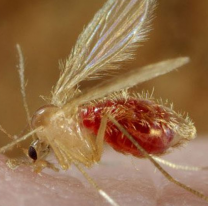 El otro mosquito del que hay que cuidarse, más de 10 casos en Jujuy