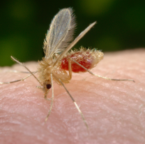 "Peludo y con la panza llena de sangre", así es el mosquito de la Leishmaniasis