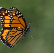 "Mariposa triturada", lo que se inyectan los jóvenes y ponen en riesgo su vida