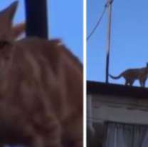 De terror: jujeños le tiran ácido a los gatitos que pasan por su techo 