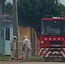 Miles de abejas atacaron a niños en un barrio jujeño: había varios descompensados