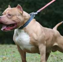 Una mujer embarazada fue atacada brutalmente por su pitbull y está gravemente herida