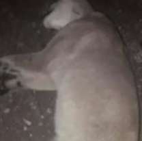 Jujeño mató a 2 cachorros de puma por miedo a que lastimen a sus mascostas