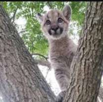 Jujeño mató a palazos a un cachorro de puma y solo será multado