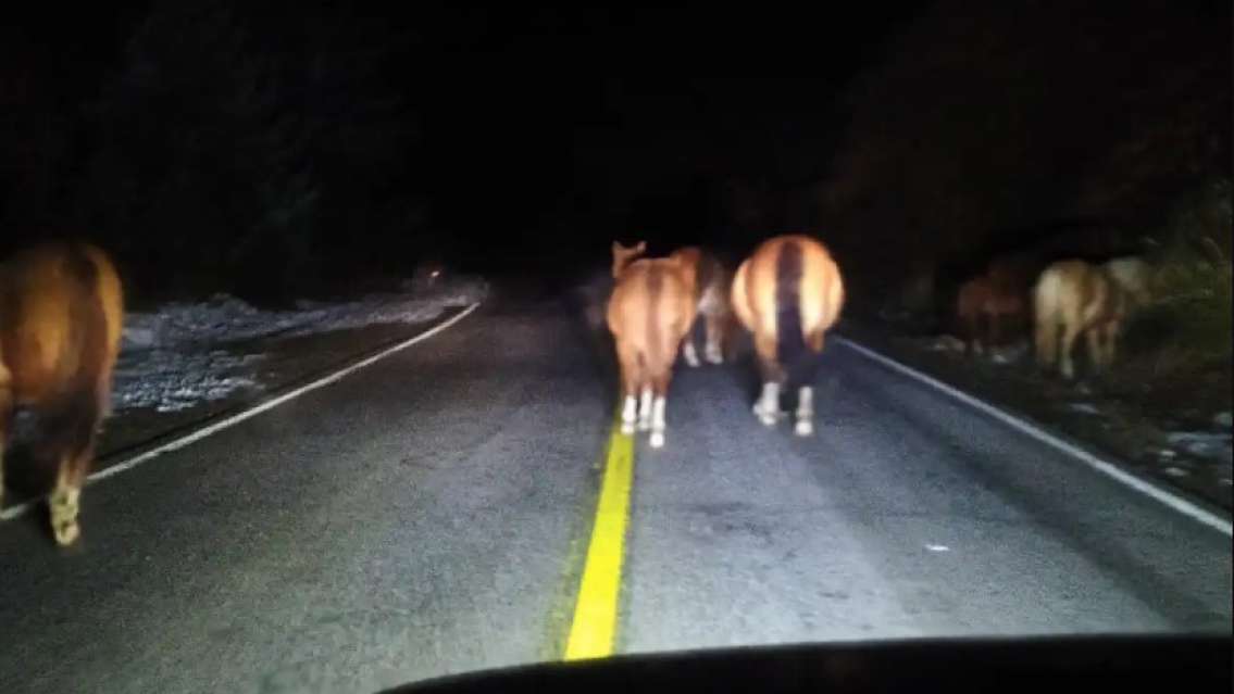 Terrible tragedia: jujeño muere tras chocar contra una vaca suelta 