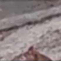 Changuito norteño se confundió de Capibara: mirá lo que encontró en la calle