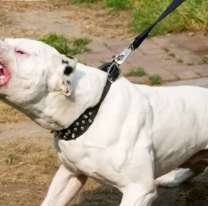 Una mujer soltó sus perros para que ataquen a los policías: Quedó detenida