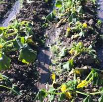 Las heladas provocaron graves pérdidas en cultivos: se vienen subas fuertes en Jujuy