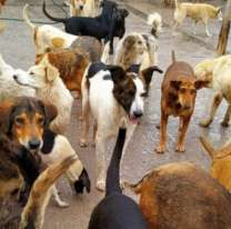 Ellos no tienen voz, pero sí hambre: el Hogar San Roque lanza un pedido urgente
