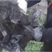 Dos héroes le salvaron la vida a dos perritos maltratados en Jujuy