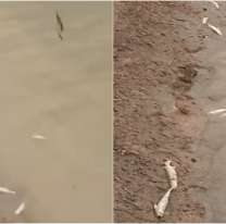 Alarma en el dique Los Alisos: decenas de peces muertos preocupan a los jujeños