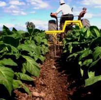 Primera reunión por el precio del tabaco en Jujuy: expectativa entre los productores