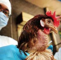 Detectaron casos de una nueva gripe aviar en trabajadores de una granja