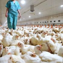 Alerta mundial: detectan el primer caso de transmisión de la gripe aviar H5N8 a seres humanos