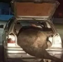 Volcó un camión con ganado y se llevaron una vaca en el baúl del auto