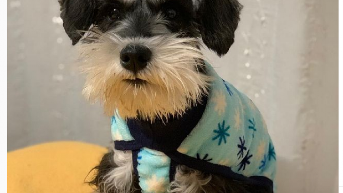 Paga mil dólares de recompensa por su perrito perdido. La dueña está desesperada 