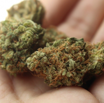 Por casi 300 gramos de marihuana "para consumo personal", le abrieron una causa por tenencia de estupefacientes