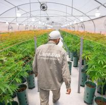 Jujuy producirá fibra de cannabis para la remediación del agua y el aire