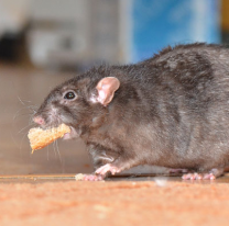 Hacinamiento, ratas, sarna, malas comidas y otras condiciones infrahumanas en la Alcaidía