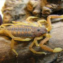 Palpalá en alerta por un invasión de alacranes venenosos 