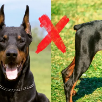 No más colas ni orejas cortadas en mascotas: Jujuy quiere prohibir las "mutilaciones estéticas"