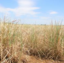 La sequía los está matando: Jujuy declara la emergencia agraria para el sector cañero 