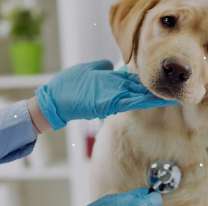 Una veterinaria de Jujuy busca gente para trabajar (oferta de trabajo de hoy lunes 27 de julio)