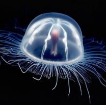 La medusa inmortal que revela los secretos para la vida eterna