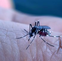 Alerta dengue: aparecieron en Jujuy mosquitos que resisten insecticidas
