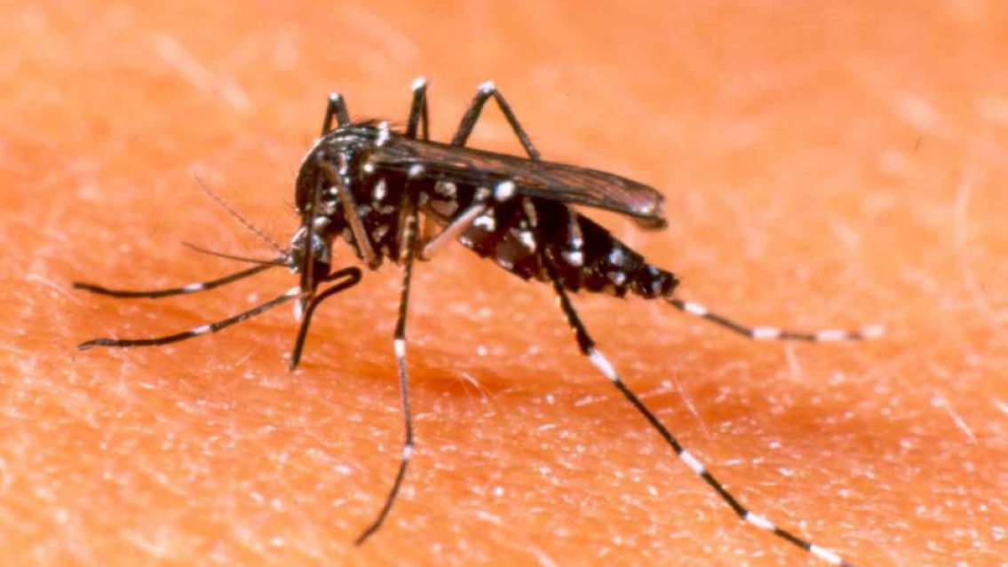 Alarmante situación del dengue en Argentina: alcanzó un récord histórico