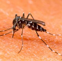 Numerosos casos sospechosos de dengue reportados en Perico
