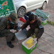 No vendían picolé: bolivianos andaban por Jujuy con las conservadoras llenas de droga