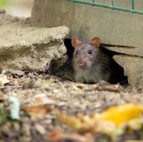 Denunciaron que hay escuelas en Jujuy infectadas de ratas y alimañas