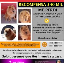 Perdieron su perrito y ofrecen de recompensa entradas para María Becerra en Jujuy