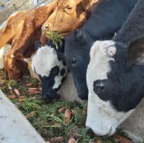 Desaparecieron 15  vacas en Jujuy: Pagan una fortuna para los que aporten datos