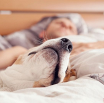 POLÉMICO: porqué NO hay que dormir con las mascotas en la misma cama