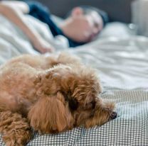 Alertan sobre los peligros de dormir con mascotas: Quieren prohibirlo 