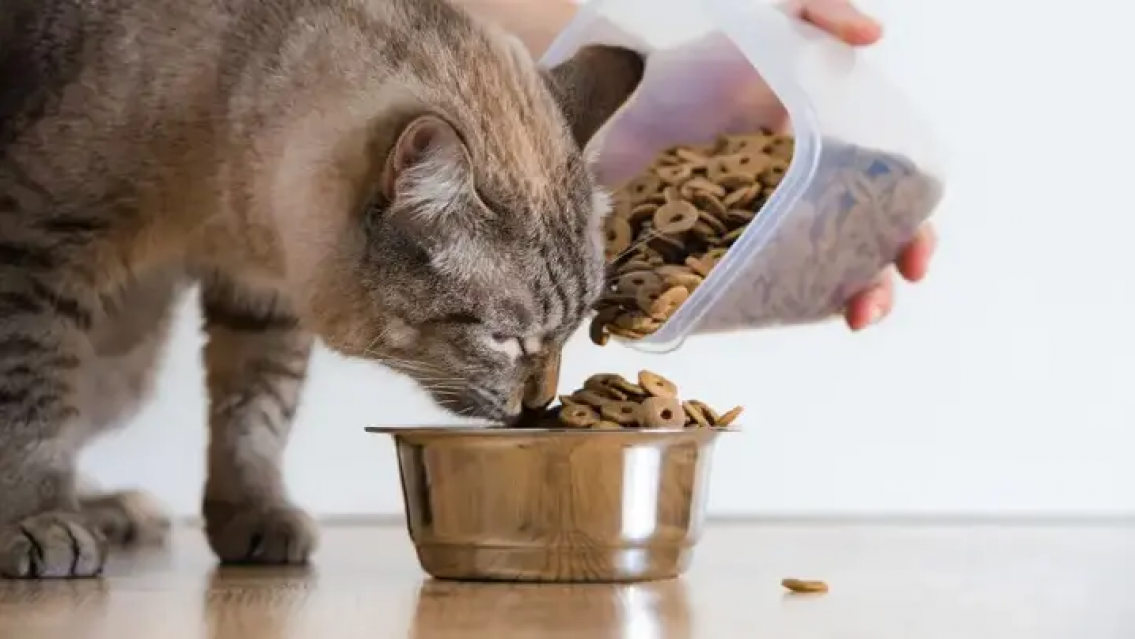 ALERTA: podría escasear el alimento balanceado para mascotas