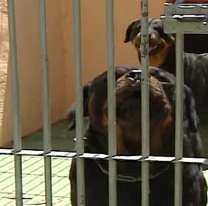 Encontraron muerto a un hombre y la escena era tétrica: "Los perros se lo..."