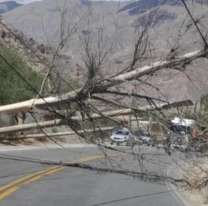 Se cayó un árbol sobre la Ruta 52 en Purmamarca y provocó un corte total