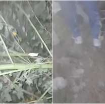 Jujeños atraparon a un ladrón y lo filmaron: varios lo reconocieron