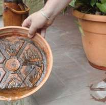 Jujuy continúa sin casos de dengue: la clave está en eliminar criaderos del mosquito