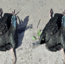 Pajarito no aguantó el temporal, los fuertes vientos y se desplomó en la Ciudad Cultural