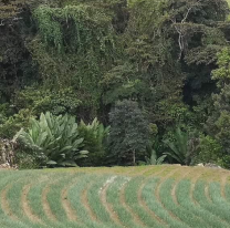 URGENTE: hallaron restos óseos en una finca norteña