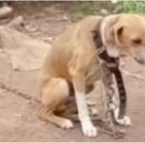 Rescataron a un perrito abandonado que luchaba por su vida