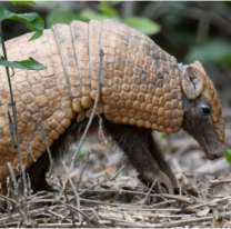 Volvieron a casa: liberaron animales autóctonos recuperados en Jujuy
