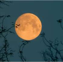 Esta noche llega la "Luna del Castor": la superluna mas grande del año