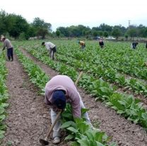 Crisis del Tabaco en Jujuy: Productores "a la deriva" por altos costos y falta de apoyo