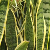 Increíble: enterraron una moneda en la lengua de suegra y pasó esto: